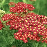 Arborix 6 x Schafgarbe 'Paprika' Achillea millefolium Topf 9cm Kompakt