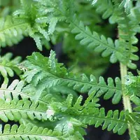 Arborix 6 x Goldschuppenfarn 'Cristata' Dryopteris affinis Topf 9cm Gekräuseltes Laub