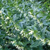 Arborix Schleimbeere Sarcococca confusa 20 bis 25 cm im Container Immergrün