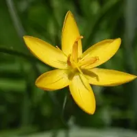 Arborix 6 x Traubiges Duftsiegel Smilacina racemosa Topf 9cm Duftende Blütenstände