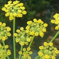 Arborix 6 x Fenchel Foeniculum Vulgare Topf 9cm Aromatisch