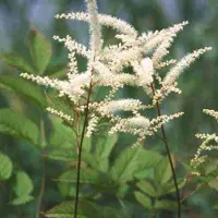 Arborix 6 x Zwerg-Geißbart Aruncus aethusifolius Topf 9cm Schattenpflanze