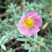 Arborix 6 x Sonnenröschen 'Rhodantha Carneum' Helianthemum Topf 9cm Immergrün