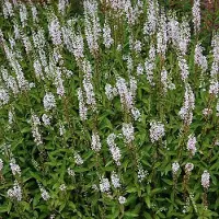 Arborix 6 x Iberischer Felberich Lysimachia ephemerum Topf 9cm Schnittblume