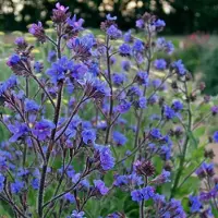 Arborix 6 x Ochsenzunge 'Loddon Royalist' Anchusa azurea Topf 9cm Enzianblaue Blüten