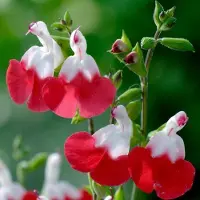 Arborix 6 x Salbei 'Hot Lips' Salvia microphylla Topf 9cm Schmetterlingspflanze