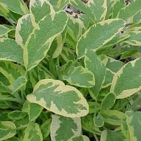 Arborix 6 x Goldsalbei 'Aurea' Salvia officinalis Topf 9cm Gelbgrünes Laub