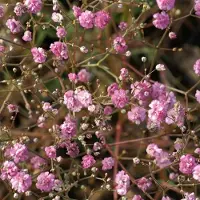 Arborix 6 x Schleierkraut 'Flamingo' Gypsophila paniculata Topf 9cm Rosa Blüten