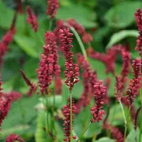 Arborix 6 x Kerzenknöterich 'Red Baron' Persicaria amplexicaulis Topf 9cm Rote Blüten