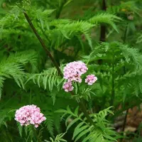 Arborix 6 x Baldrian Valeriana officinalis Topf 9cm Heilpflanze