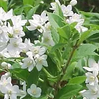 Arborix Sternchenstrauch Deutzia gracilis 25 bis 30 cm im Container Weiße Blüten