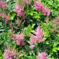 Arborix 6 x Prachtspiere 'Rheinland' Astilbe japonica Topf 9cm Rosa Blüten