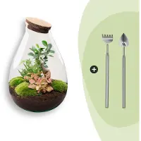 Urbanjngl Diy Terrarium - Tropfen Xl Bonsai -↕ 37 Cm