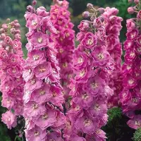 Arborix 6 x Pacific-Rittersporn 'Astolat' Delphinium Topf 9cm Rosa Blüten