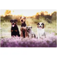 EDM 68701 Dogs 60 X 40 Cm Fußmatte