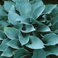 Arborix 6 x Funkie 'Halcyon' Hosta Topf 9cm Blaugrünes Laub