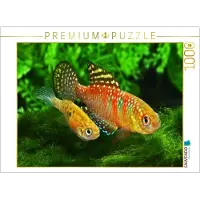 CALVENDO Puzzle , *Hypsolebias gardneri*, Brasilien | 1000 Teile, zusammengefügte Größe: 64 x 48 cm | Fotopuzzle für stundenlangen Spaß