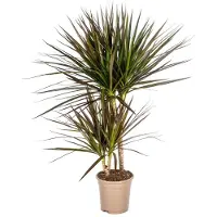 Exotenherz Dracaena Marginata Magenta 17cm Topf - Höhe 50-70cm