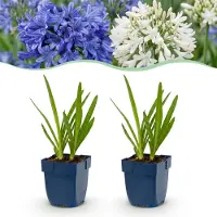 Green Boutiq - Staude - Agapanthus Duo - Afrikanische Lilie - Bienen- und Schmetterlingszieher - Blau - Weiß - 6 Pflanzen - Topf 11cm - Höhe 15-25cm