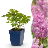 Green Boutiq - Staude - Astilbe chin. Pumila - Prachtspiere - Schatten - Lila - 12 Pflanzen - Topf 11cm - Höhe 15-25cm