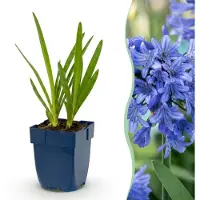 Green Boutiq - Staude - Agapanthus africanus - Afrikanische Lilie - Bienen- und Schmetterlingsmagneten - Blau - 6 Pflanzen - Topf 11cm - Höhe 15-25cm