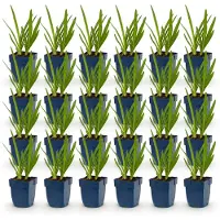 Green Boutiq - Staude - Agapanthus africanus - Afrikanische Lilie - Bienen- und Schmetterlingsmagneten - Blau - 24 Pflanzen - Topf 11cm - Höhe 15-25cm