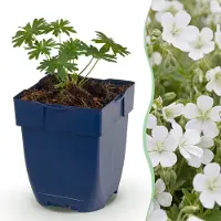 Green Boutiq - Staude - Geranium sang. Album - Storchschnabel - Bodendecker - Weiß - 24 Pflanzen - Topf 11cm - Höhe 15-25cm