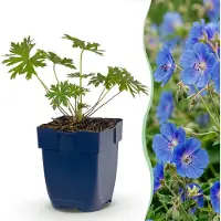 Green Boutiq - Stauden - Geranium Johnson's Blue - Storchschnabel - Bodendecker - Blau - 12 Pflanzen - Topf 11cm - Höhe 15-25cm