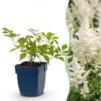 Green Boutiq - Staude - Astilbe (J) Deutschland - Prachtspiere - Schatten - Weiß - 12 Pflanzen - Topf 11cm - Höhe 15-25cm
