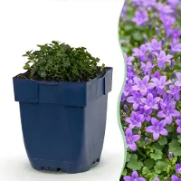 Green Boutiq - Staude - Campanula portenschlagiana - Pfirsichblattglocke - Bodendecker - Rosa - 3 Pflanzen - Topf 11cm - Höhe 15-25cm