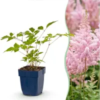 Green Boutiq - Stauden - Astilbe (J) Europa - Prachtspierea - Schatten - Rosa - 6 Pflanzen - Topf 11cm - Höhe 15-25cm
