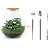 Urbanjngl Diy Terrarium - Bolder Bob - ↕ 30 Cm
