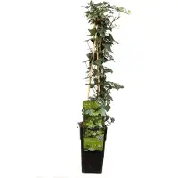 Hoogeveen Plants BV Hedera helix - ↨65Cm - Ø15