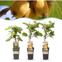 Green Boutiq - Obstpflanze - Actinidia Weiki & Golden Kiwi - Kiwi-Pflanze - 1 Männlich - 2 Weiblich - Pflanzen - Gelb - Topf 15cm - Höhe 50cm