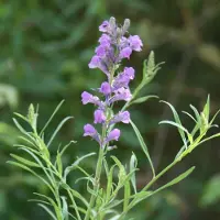 Arborix 6 x Purpur-Leinkraut Linaria purpurea Topf 9cm Beetpflanze
