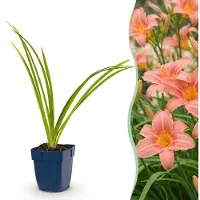 Green Boutiq - Staude - Hemerocallis Pink Damask - Taglilie - Zieht Bienen und Schmetterlinge an - Rosa - 3 Pflanzen - Topf 11 cm - Höhe 15-25 cm