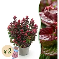 Green Boutiq GreenboutiQ - Gartenpflanze - Leucothoe Curly Red - Rot - 2 Pflanzen - Immergrün - Wenig Pflege - Topf 17cm Höhe 35 - 45cm