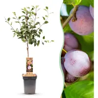 Green Boutiq - Obstbaum - Prunus domestica Opal - Pflaumenbaum - Winterhart - Lila-Rote Pflaume - 1 Pflanze - Topf 21cm - Höhe 90cm
