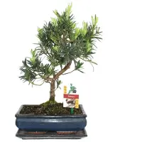 Exotenherz Bonsai Steineibe - Podocarpus macrophyllus - ca. 10 Jahre