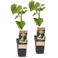 Green Boutiq - Obstpflanze - Vitis vinifera Boskoop Glory - Weinrebe - Winterhart - Blaue Traube - 2 Pflanzen - Topf 15cm - Höhe 50cm