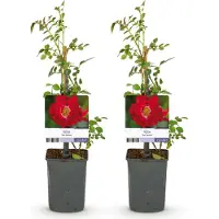 Green Boutiq GreenboutiQ - Kletterrose - Rosa Red Queen - Blüte Rot - Geringer Pflegeaufwand - 2 Pflanzen - Topf 11cm Höhe 40cm