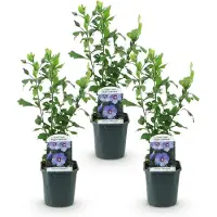 Green Boutiq - Gartenpflanze - Hibiscus syriacus Oiseau Blue - Garten Hibiskus - Winterhart - Blau - 3 Pflanzen - Topf 17cm - Höhe 45cm