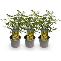 Green Boutiq GreenboutiQ - Gartenpflanze - Acer palmatum Little Princess - Grün - 3 Pflanzen - Laubabwerfend - Wenig Pflege - Topf 12cm Höhe 35cm