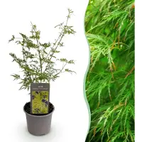 Green Boutiq GreenboutiQ - Gartenpflanze - Acer palmatum Emerald Lace - Grün - 1 Pflanze - Laubabwerfend - Pflegeleicht - Topf 12cm Höhe 35cm