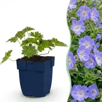 Green Boutiq - Stauden - Geranium 'Rozanne' - Storchschnabel - Bodendecker - Blau - 6 Pflanzen - Topf 11cm - Höhe 15-25cm