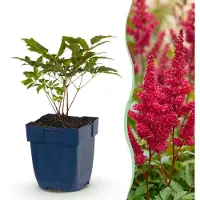 Green Boutiq - Stauden - Astilbe (A) Fanal - Pluimspirea - Schatten - Rot - 24 Pflanzen - Topf 11cm - Höhe 15-25cm