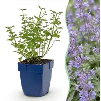 Green Boutiq - Stauden - Nepeta faassenii Walker's Low - Katzenminze - Bienen- und Schmetterlingsanziehung - Blau - 1 Pflanze - Topf 11cm - Höhe 15-25cm