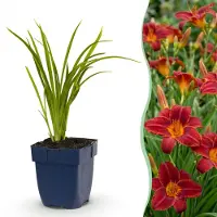 Green Boutiq - Staude - Hemerocallis Autumn Red - Tagetes - Pflanzen, die Bienen und Schmetterlinge anlocken - Rot - 6 Pflanzen - Topfgröße 11 cm - Höhe 15-25 cm