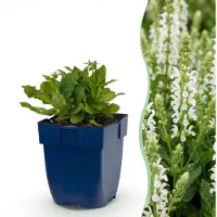 Green Boutiq - Staude - Salvia nem. (Schneehügel-Salbei) - Salbei - Zieht Bienen und Schmetterlinge an - Weiß - 6 Pflanzen - Topfgröße 11 cm - Höhe 15-25 cm