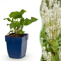 Green Boutiq – Stauden – Persicaria ampl. Alba – Knöterich – Schattenverträglich – Weiß – 6 Pflanzen – Topfgröße 11 cm – Höhe 15-25 cm